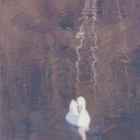 La solitudine dei grandi vecchi