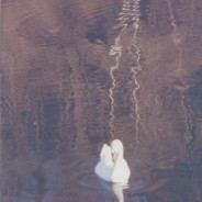 La solitudine dei grandi vecchi