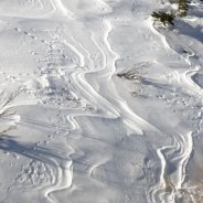 Quale volontariato? Questione di capienza