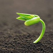 Il senso dell’essere umani